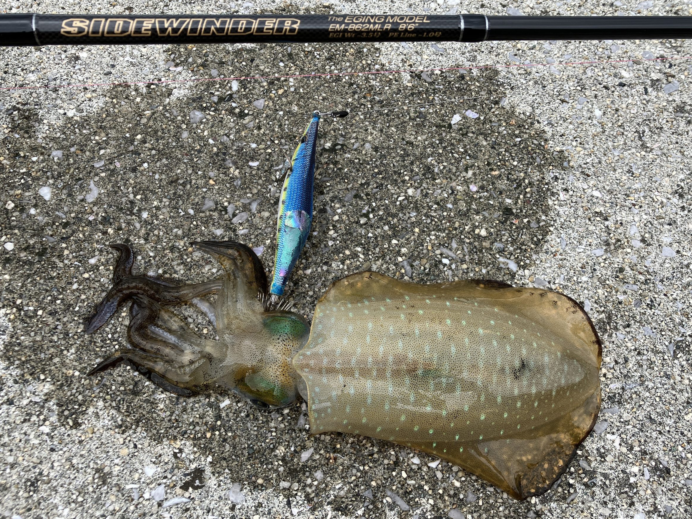 アオリイカ | 魚種 | deps OFFICIAL HP | デプス 公式HP アオリイカ | 魚種 | deps OFFICIAL HP | デプス 公式HP