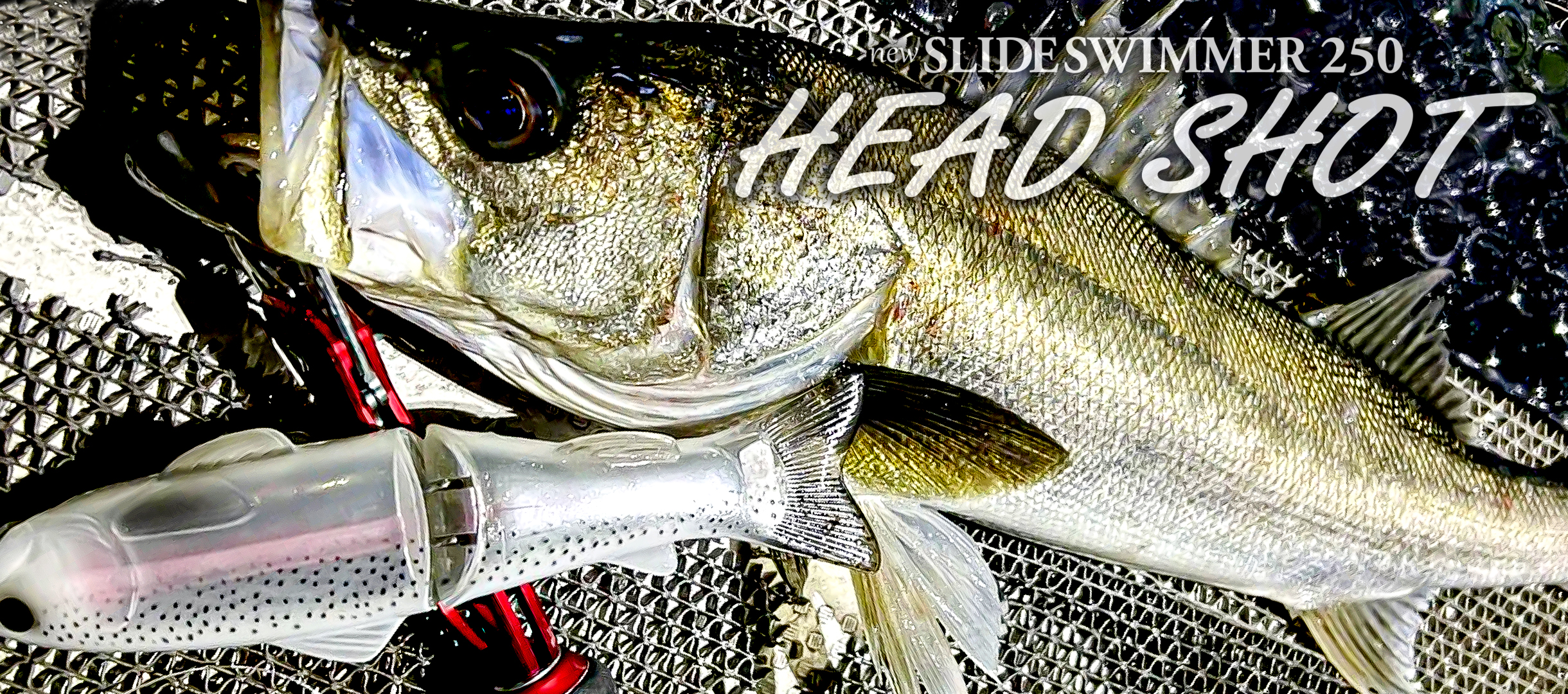 new SLIDESWIMMER 250 HEAD SHOT | deps OFFICIAL HP | デプス 公式HP